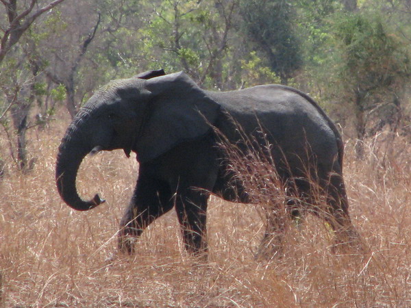 03 elephant de profil.jpg